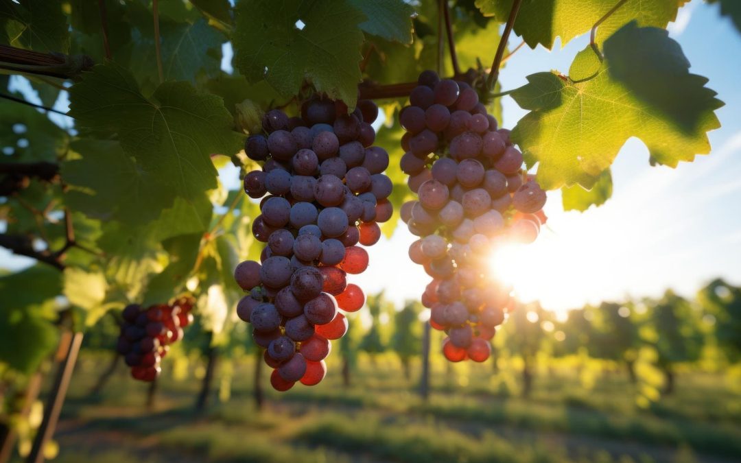 Les vignerons de Buzet