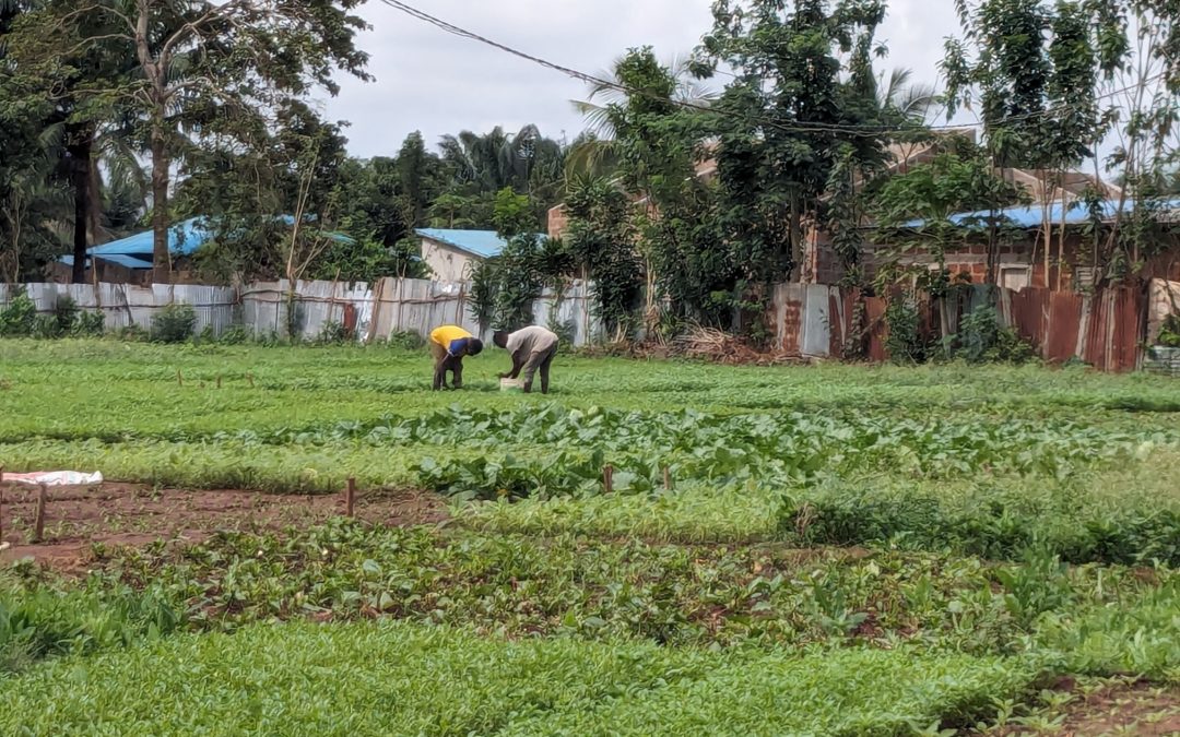 Le DyTAEL de Fatick (Dynamiques locales pour une transition agroécologique)