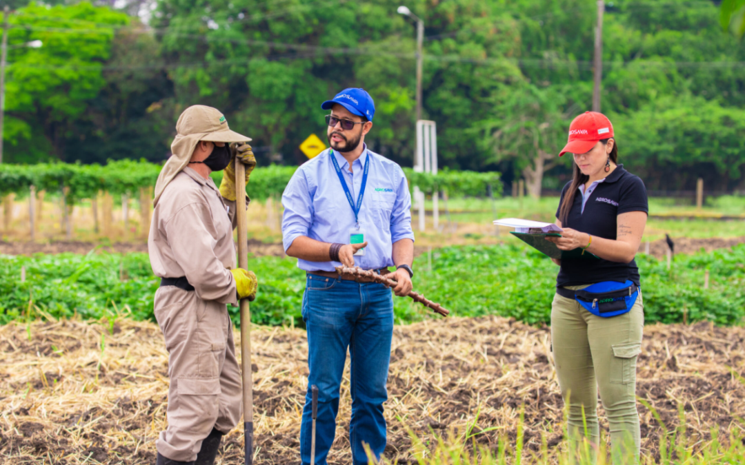 The Colombian Corporation of Agricultural Research